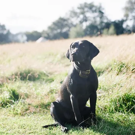 Yurtshire Fountains - Wensley Yurt 롯지 *