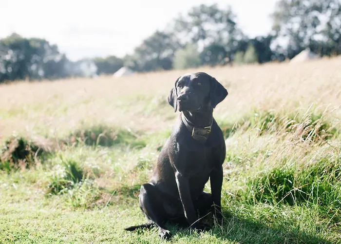 Yurtshire Fountains - Wensley Yurt Lodge *